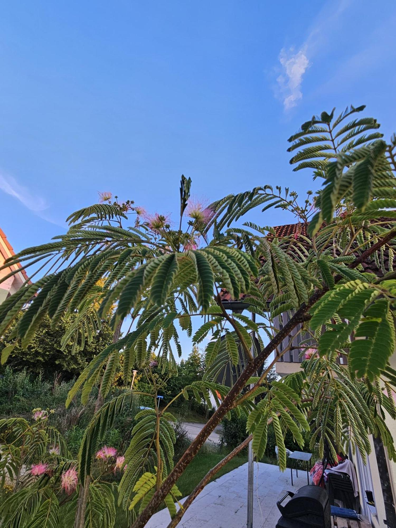 Solnhofen Ferienwohnung Auszeit מראה חיצוני תמונה